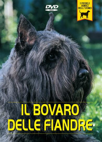 bovaro-delle-fiandre