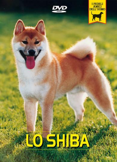 shiba