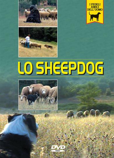 sheepdog