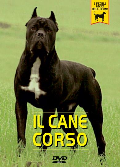 cane-corso-italiano