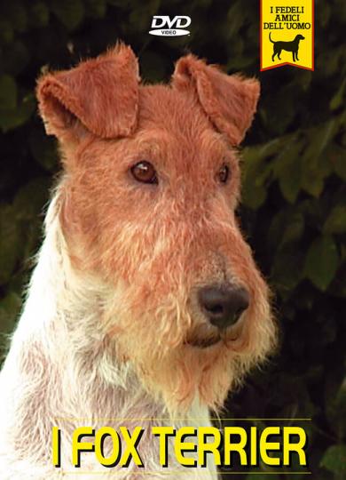 fox-terrier